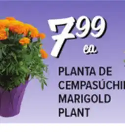 El Super Fresh MARIGOLD PLANT offer