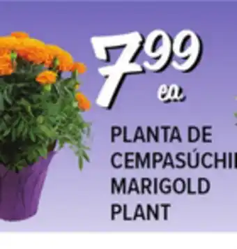 El Super Fresh MARIGOLD PLANT offer