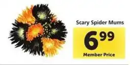 Safeway Scary Spider Mums offer