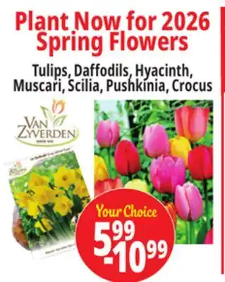 Ocean State Job Lot Tulips, Daffodils, Hyacinth, Muscari, Scilia, Pushkinia, Crocus offer