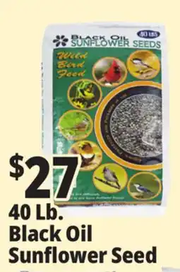 Ocean State Job Lot Black Oil Sunflower Seeds 40 lbs offer