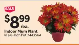 Stop&Shop Indoor Mum Plant offer