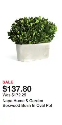 Nordstrom Napa Home & Garden Boxwood Bush In Oval Pot offer
