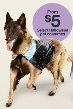 Target Select Halloween pet costumes offer