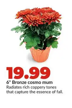 Hy-Vee 6 Bronze cosmo mum offer