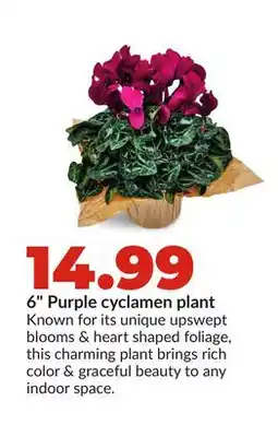 Hy-Vee 6 Purple cyclamen plant offer