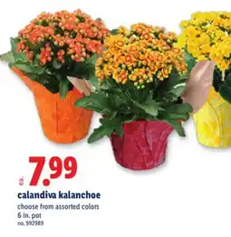 Lidl calandiva kalanchoe offer