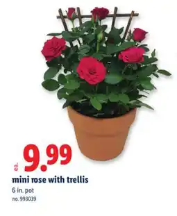 Lidl mini rose with trellis offer