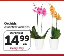Albertsons Orchids offer