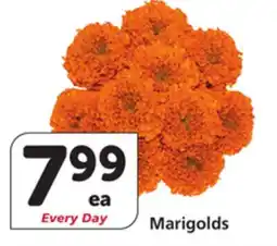Albertsons Marigolds offer