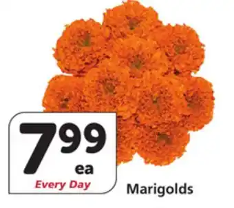 Albertsons Marigolds offer