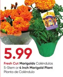 Stater Bros Fresh Cut Marigolds 5-Stem or 4 Inch Marigold Plant offer
