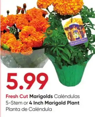 Stater Bros Fresh Cut Marigolds 5-Stem or 4 Inch Marigold Plant offer