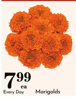 Pavilions Marigolds offer