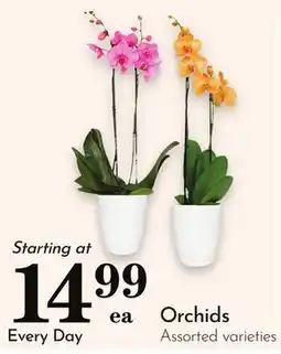 Pavilions Orchids offer