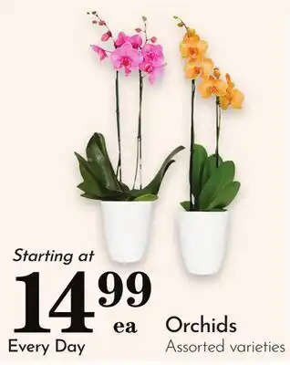 Pavilions Orchids offer