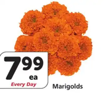 Vons Marigolds offer
