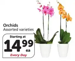 Vons Orchids offer