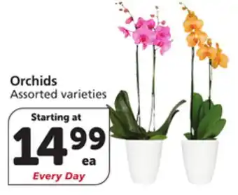 Vons Orchids offer