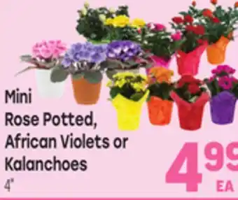 Tony’s Fresh Market Mini Rose Potted, African Violets or Kalanchoes offer