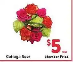 Safeway Cottage Rose offer