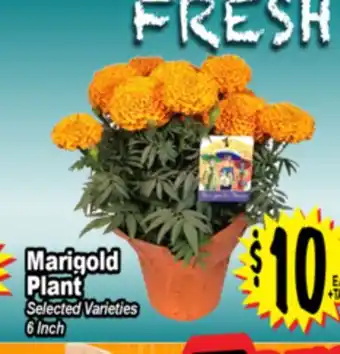 Superior Grocers Marigold Plant offer
