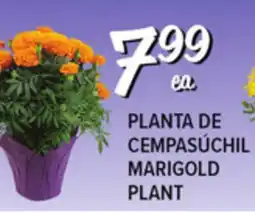 El Super Fresh MARIGOLD PLANT offer