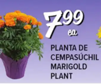 El Super Fresh MARIGOLD PLANT offer