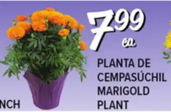 El Super MARIGOLD PLANT offer
