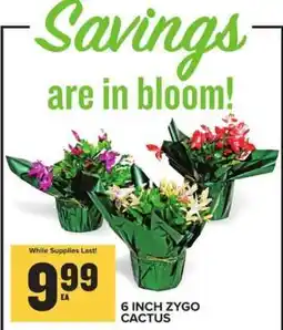 Food Lion 6 Inch Zygo Cactus offer
