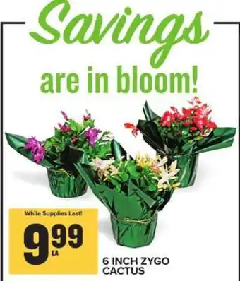 Food Lion 6 Inch Zygo Cactus offer