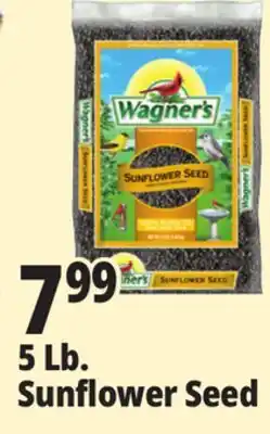 Ocean State Job Lot Wagner's Black Oil Sunflower Seed Wild Bird Food 5 lbs offer
