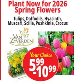 Ocean State Job Lot Plant Now for 2026 Spring Flowers offer