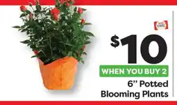 Weis Markets 6 Potted Blooming Plants offer