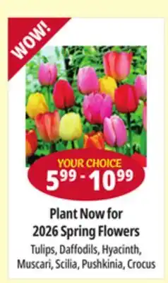 Ocean State Job Lot 2026 Spring Flowers offer