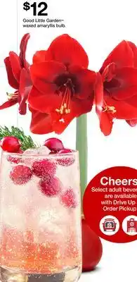 Target Good Little Garden waxed amaryllis bulb offer