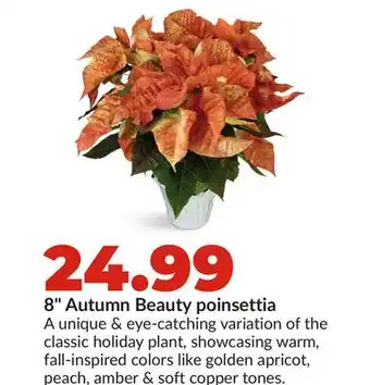 Hy-Vee 8 Autumn Beauty poinsettia offer