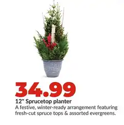 Hy-Vee 12 Sprucetop planter offer