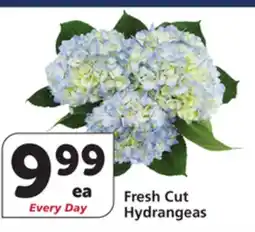 Albertsons Fresh Cut Hydrangeas offer