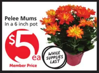 Albertsons Pelee Mums offer