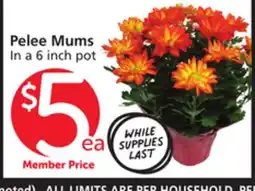 Vons Pelee Mums offer