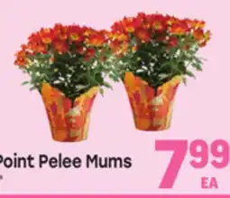 Tony’s Fresh Market Point Pelee Mums offer