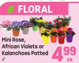 Tony’s Fresh Market Mini Rose, African Violets or Kalanchoes Potted offer