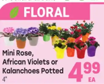 Tony’s Fresh Market Mini Rose, African Violets or Kalanchoes Potted offer