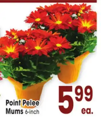 Jewel-Osco Point Pelee Mums offer