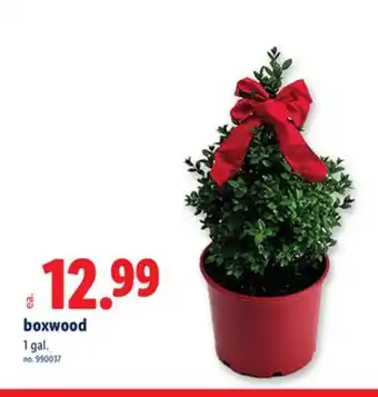 Lidl boxwood offer