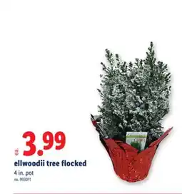 Lidl ellwoodii tree flocked offer