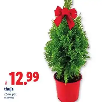 Lidl thuja 7.5 in. pot offer