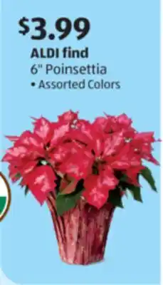 Aldi 6 Poinsettia offer