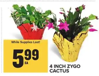 Food Lion 4 Inch Zygo Cactus offer